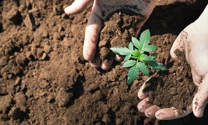ziemia do marihuany konopi