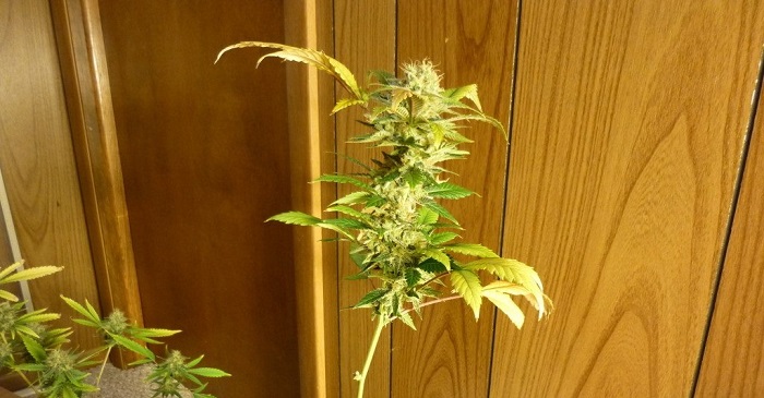 Lollipopping marihuany czym jest?