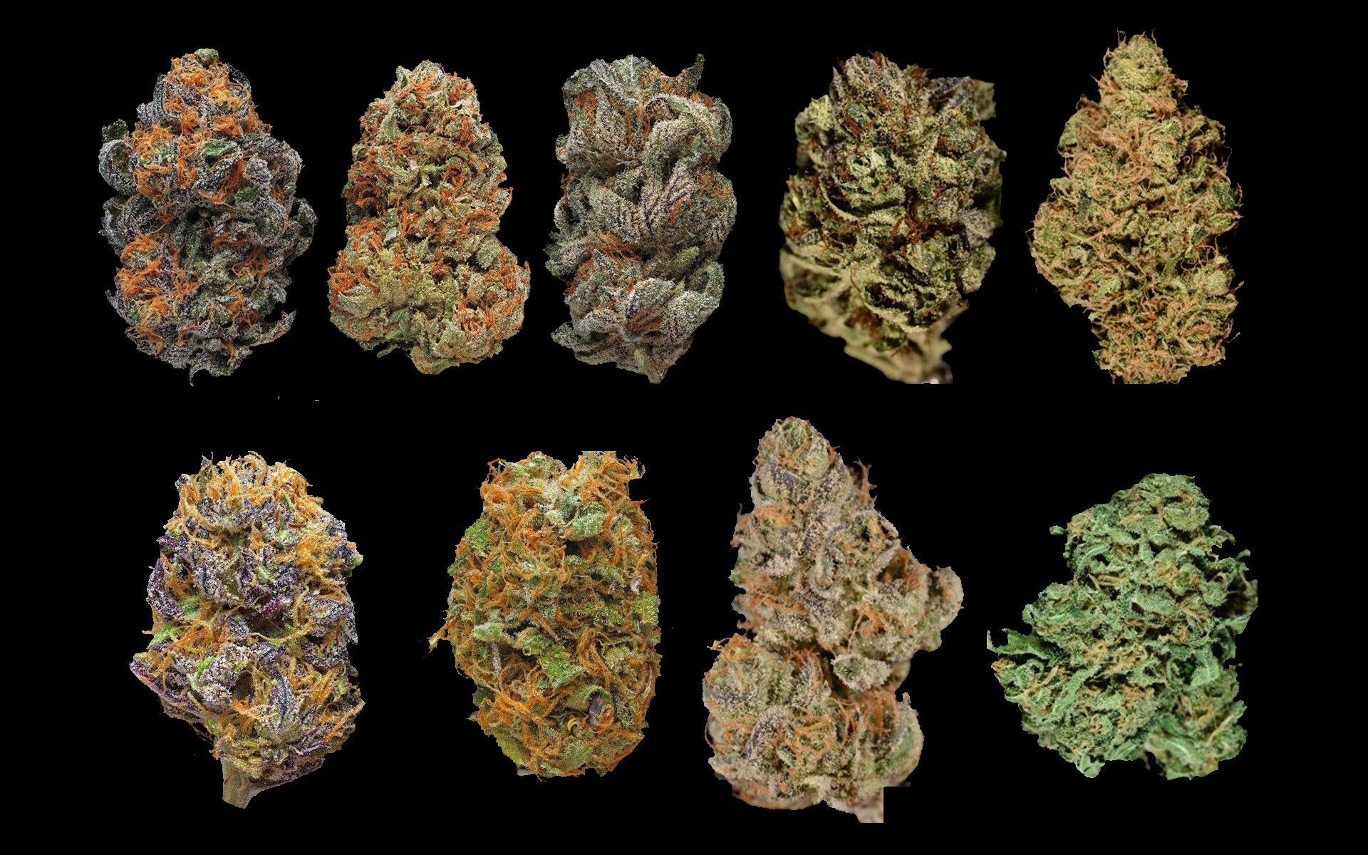 Jaką odmianę marihuany wybrać