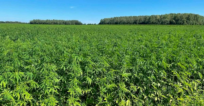 uprawa konopi przemysłowej