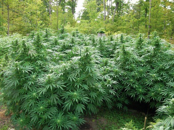 kiedy najlepiej sadzić marihuane na outdoor 