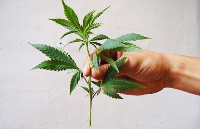 klonowanie marihuany