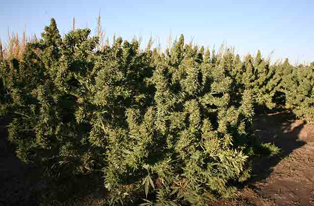 Największy krzak marihuany