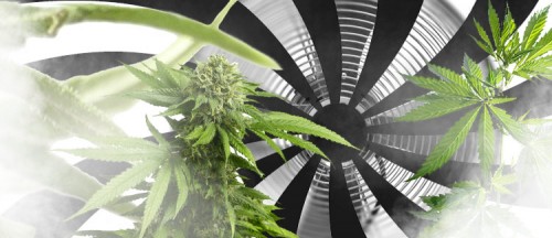 wentylacja w uprawie konopi