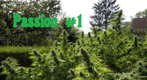 Passion 1 fotorelacja