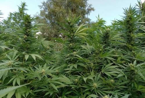 Fotorelacja outdoor konopi