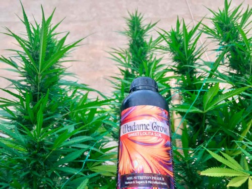 Nawozy do marihuany automaty