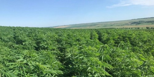 Odmiana konopi Futura 75 CBD