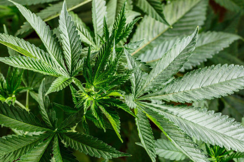 Marihuana nie chce kwitnąć