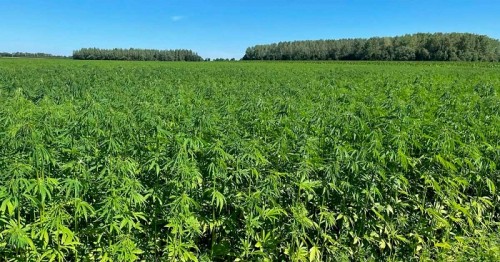 uprawa konopi przemysłowej