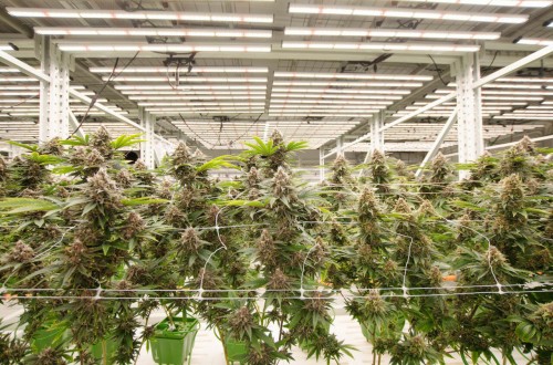 Lampy LED do uprawy marihuany